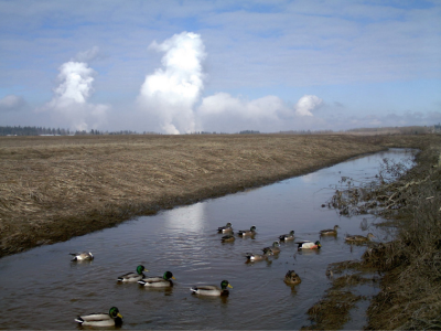 Des canards nageant dans une tranchée.